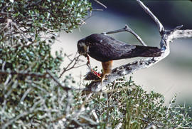 Falcó ("Falco peregrinus")