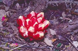 Filosa ("Cytinus hypocistis")