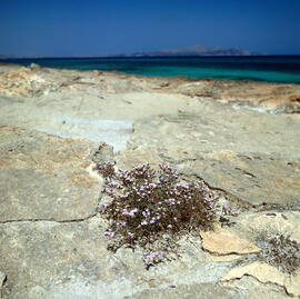 Farigola ("Thymus vulgaris")