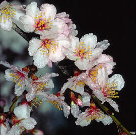 Flor d'ametller ("Prunus dulcis")