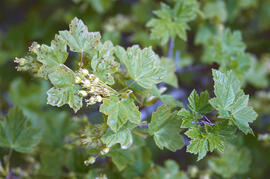 Rotaboc ("Acer opalus")