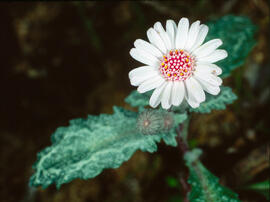 Camamil·la de la mar ("Senecio varicosus")