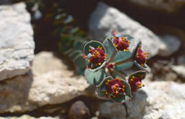 Floreta de pastor ("Euphorbia rigida")