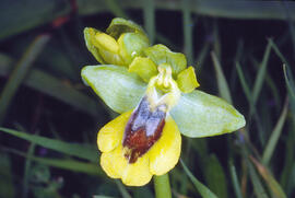 Abellera groga ("Ophrys lutea")