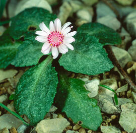 Camamil·la de la mar ("Senecio varicosus")