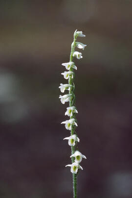 Orquídia de tardor ("Spiranthes spiralis")