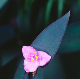 Pallida ("Tradescantia pallida")
