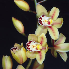 Orquídia barca ("Cymbidium")
