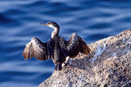 Corb marí ("Phalacrocorax aristotelis")