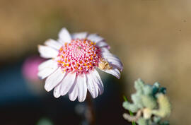 Margalida ("Bellis perennis")