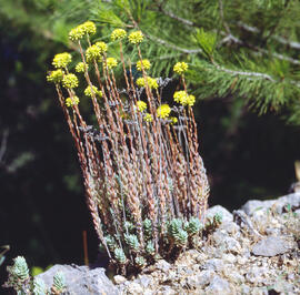 "Sedum forsterianum"