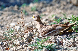 Sebel·lí ("Burhinus oedicnemus")