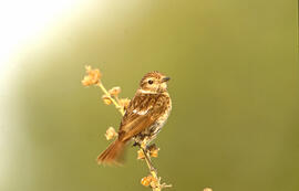 Sól·lera ("Emberiza calandra")