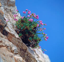 Clavell ("Dianthus rupicola")