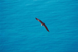 PENDENT D'IDENTIFICAR volant
