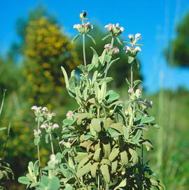 Olivilla ("Teucrium fruticans")