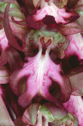 Orquídia ("Orchis mascula")