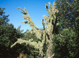 Branca d'ullastre mort ("Olea europaea")