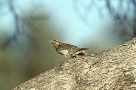 Xalambrí de muntanya ("Prunella collaris")