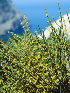 Trompera fràgil ("Ephedra fragilis")