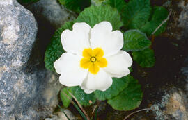 Primavera blanca ("Primula vulgaris")