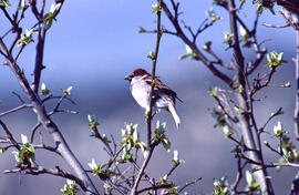 Gorrió ("Passer domesticus")