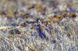Perdiu ("Alectoris rufa")