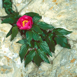 Peònia ("Paeonia mascula")
