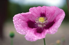 Cascall ("Papaver somniferum")