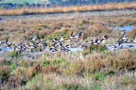 Grup de xarxets americans ("Anas carolinensis") volant