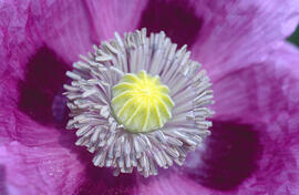Cascall ("Papaver somniferum")