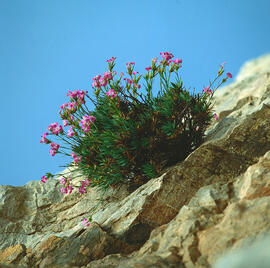 Clavell ("Dianthus rupicola")