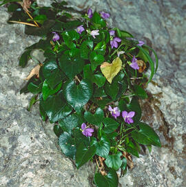 Viola d'olor ("Viola odorata")