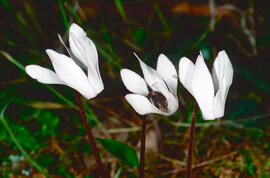 Ciclamen ("Cyclamen persicum")