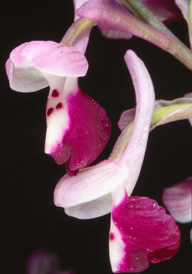 Orquídia ("Orchis mascula")