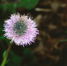 "Globularia cambessedesii"