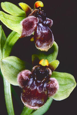 Aranyera ("Ophrys incubacea")