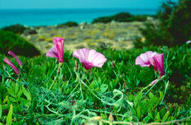 Campaneta ("Convolvulus arvensis")