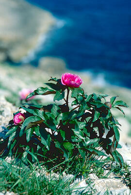 Peònia ("Paeonia mascula")