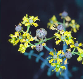 Ruda ("Ruta chalepensis")
