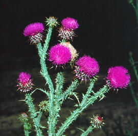 Bufassa illírica ("Onopordum illyricum")