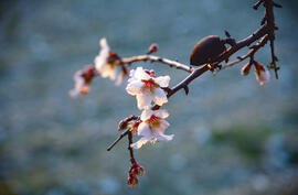 Flor d'ametler ("Prunus amygdalus")