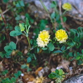 Trèvol campestre ("Trifolium campestre")