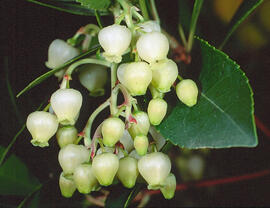 Arboç ("Arbutus unedo")