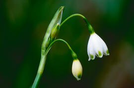 Assa ("Leucojum aestivum")