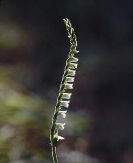 Orquídia de tardor ("Spiranthes spiralis")