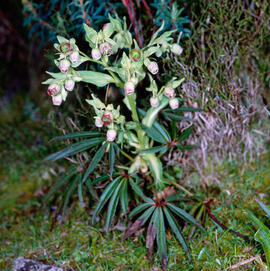 Marxívol ("Helleborus foetidus")