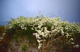 Gesamí bord ("Clematis flammula")