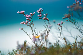 "Limonium vulgare"