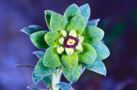 Lletrera visquera ("Euphorbia characias")